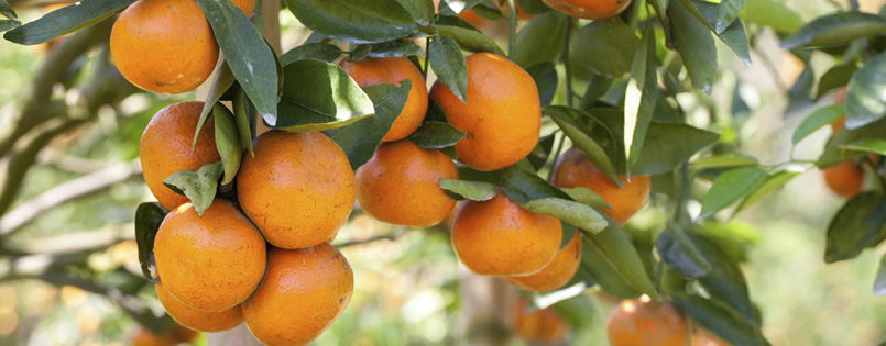 Orangenfrüchte