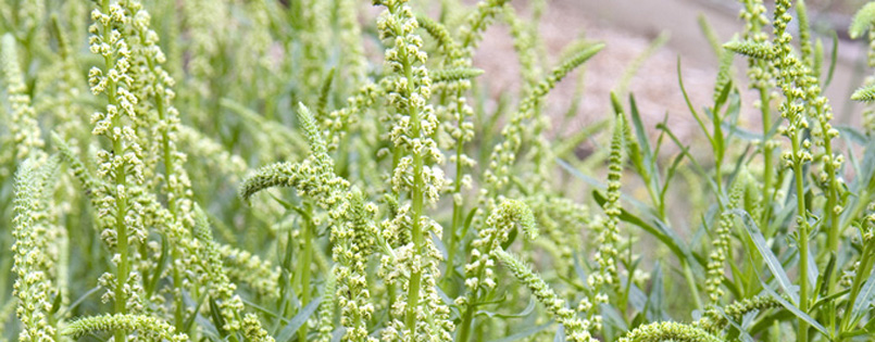 Färbepflanze "reseda luteola"